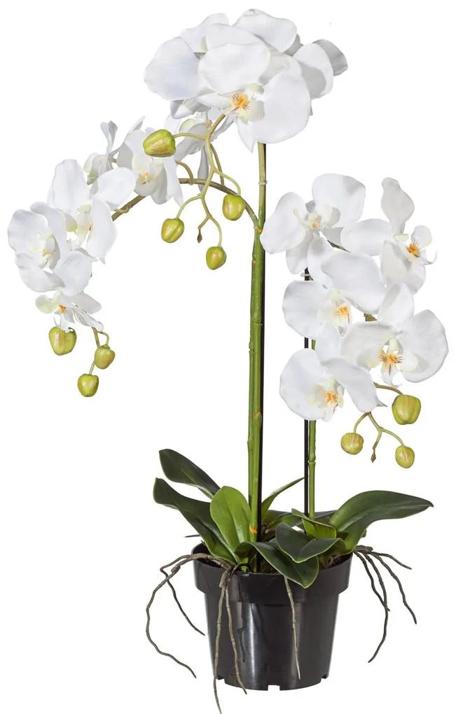 Gasper Orchidea 62 cm, biela, v plastovom kvetináči 15 cm
