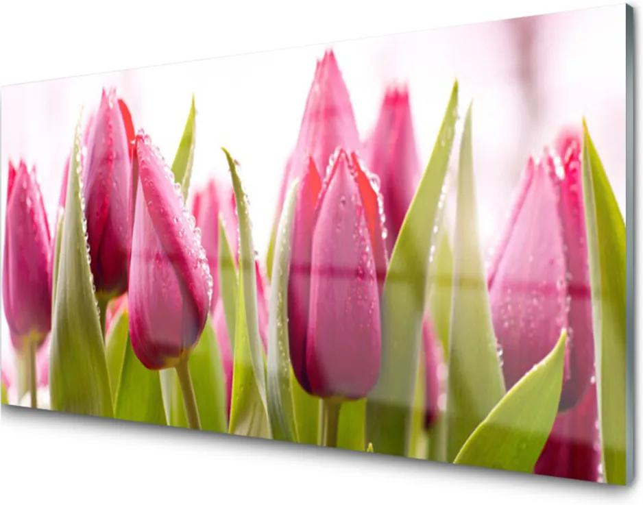 Skleněné obklady do kuchyně Tulipány květiny rostlina