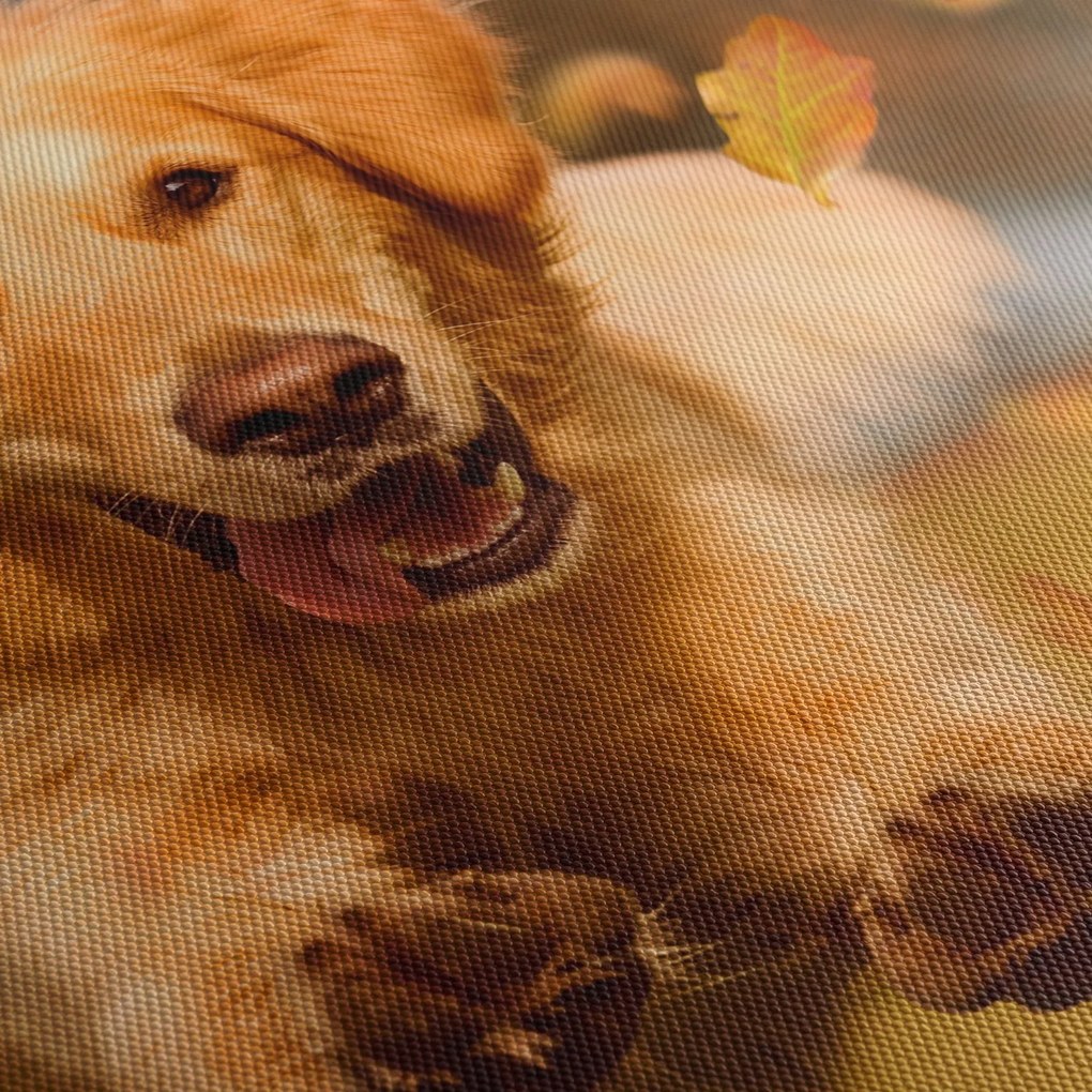 Obraz - Zlatý retriever (70x50 cm)
