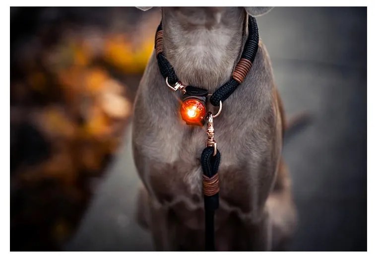 LED svetlo na obojok Amber – Orbiloc