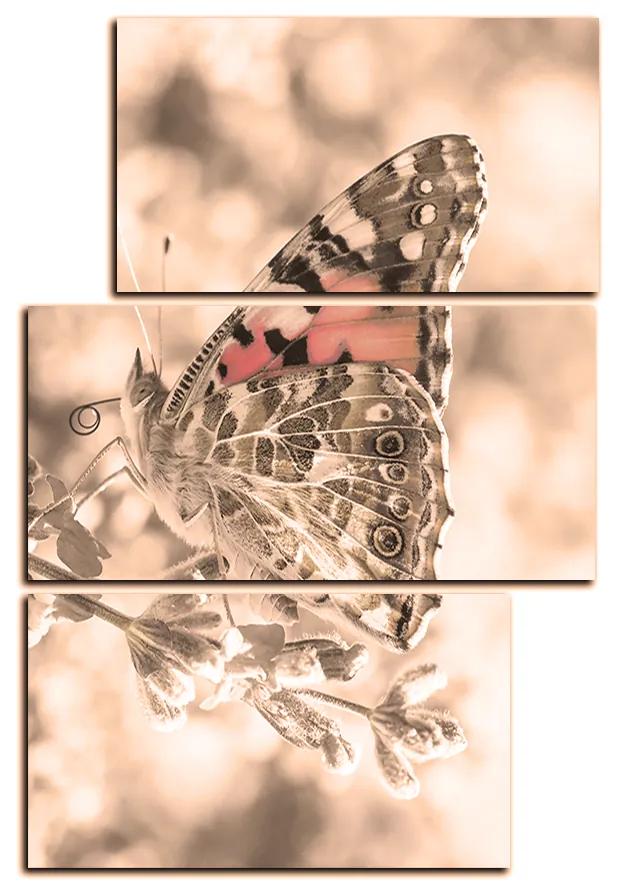 Obraz na plátne - Motýľ na levandule - obdĺžnik 7221FD (105x70 cm)