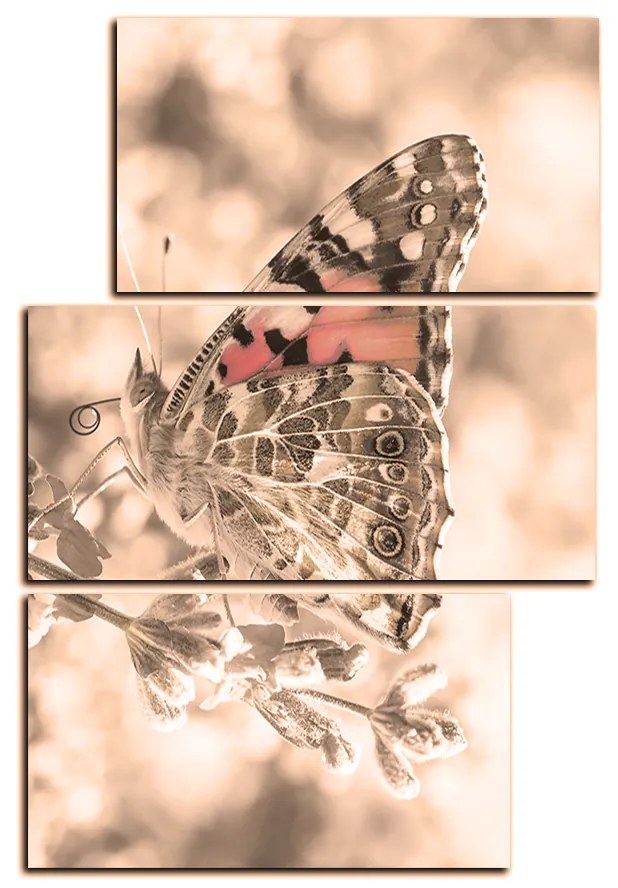 Obraz na plátne - Motýľ na levandule - obdĺžnik 7221FD (120x80 cm)