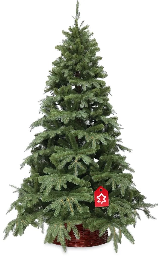 Jedľa Prírodná 150 cm