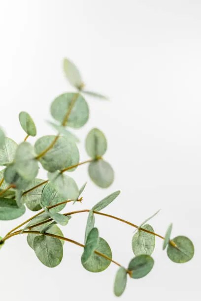 Fotografia Artificial Eucalyptus  with wihte background, Adél Békefi