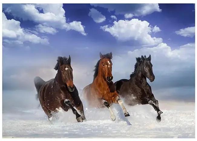 Fototapeta - Horses in the Snow Veľkosť: 350x245, Verzia: Premium