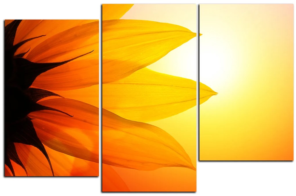 Obraz na plátne - Slnečnica kvet 1201D (105x70 cm)