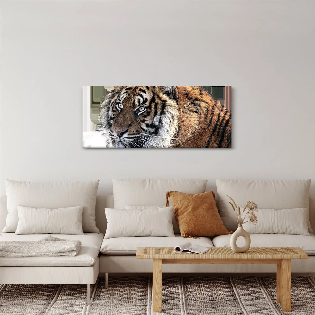 Obraz tigra (120x50 cm)