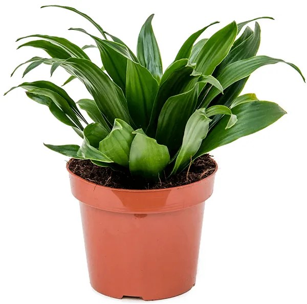 Dracaena fragrans compacta mini 5,5x12 cm