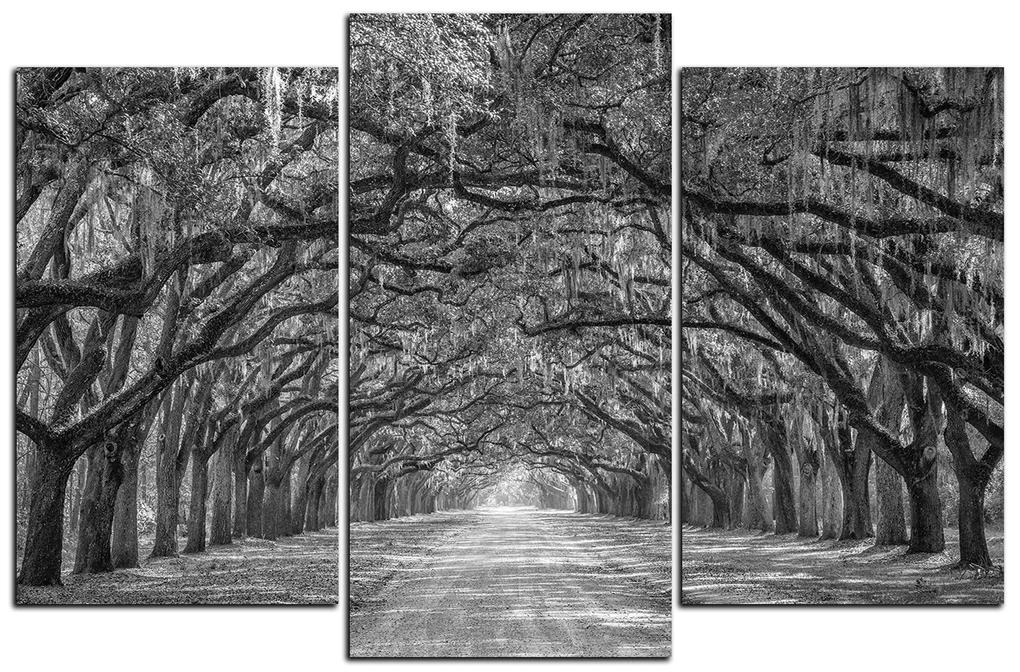 Obraz na plátne - Historické dubové stromy lemované poľnou cestou 1239QC (135x90 cm)