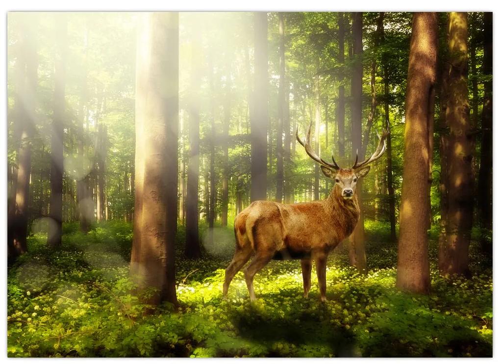 Obraz jeleňa v lese (70x50 cm)