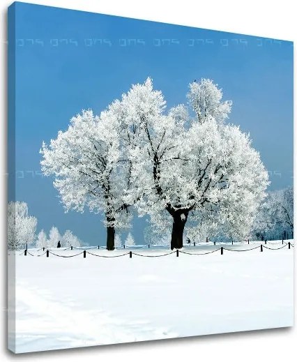 Obraz na stenu STROMY ST028E12