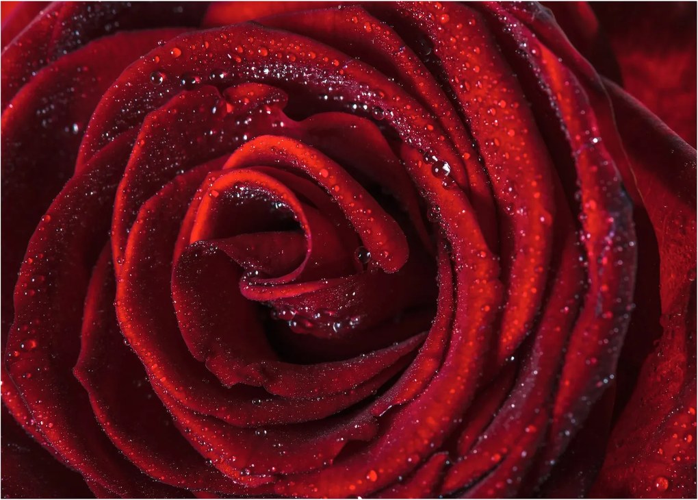 Sklenený obraz - Červená ruža s kvapkami rosy (70x50 cm)