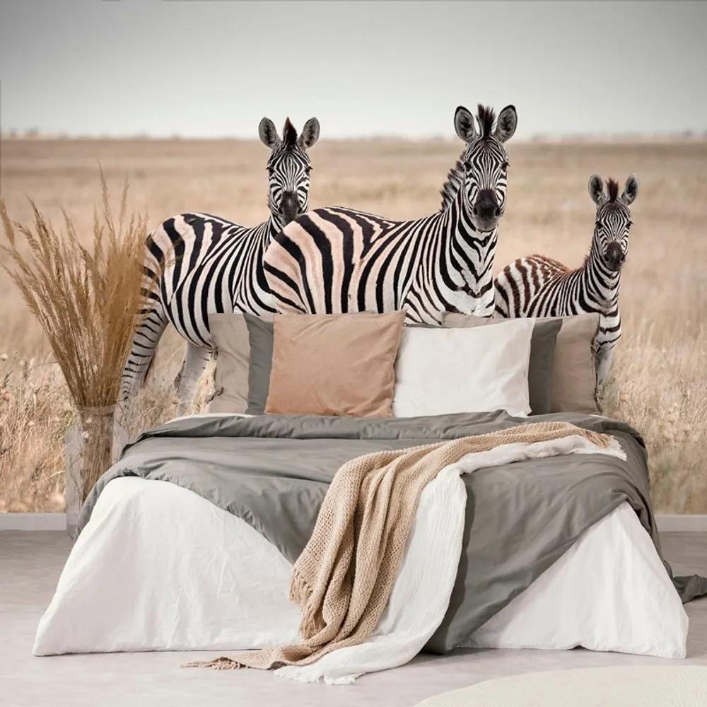 Fototapeta tri zebry v savane - 300x200