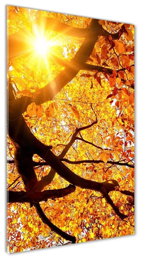 Foto obraz akrylové sklo Jesenný strom pl-oa-70x140-f-89060594