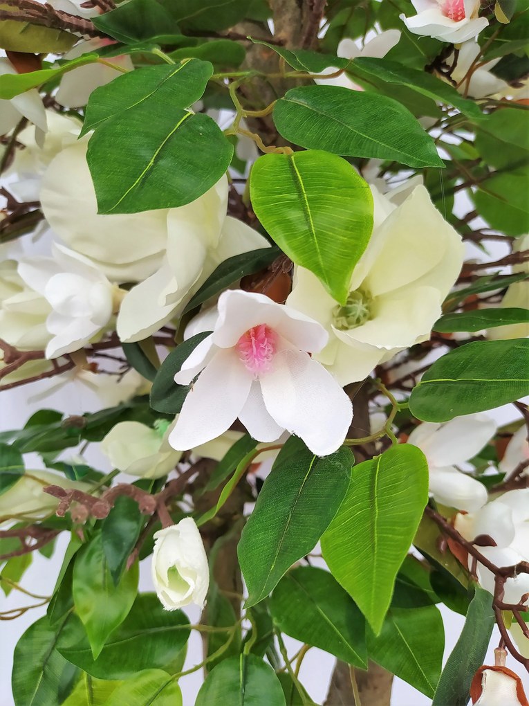 Magnólia biela 180cm