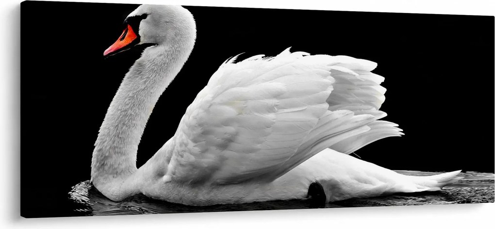 Obraz čiernobielej labute (120x50 cm)