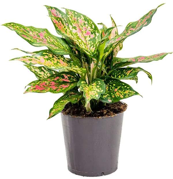 Aglaonema "Cherry Love" 12x30 cm