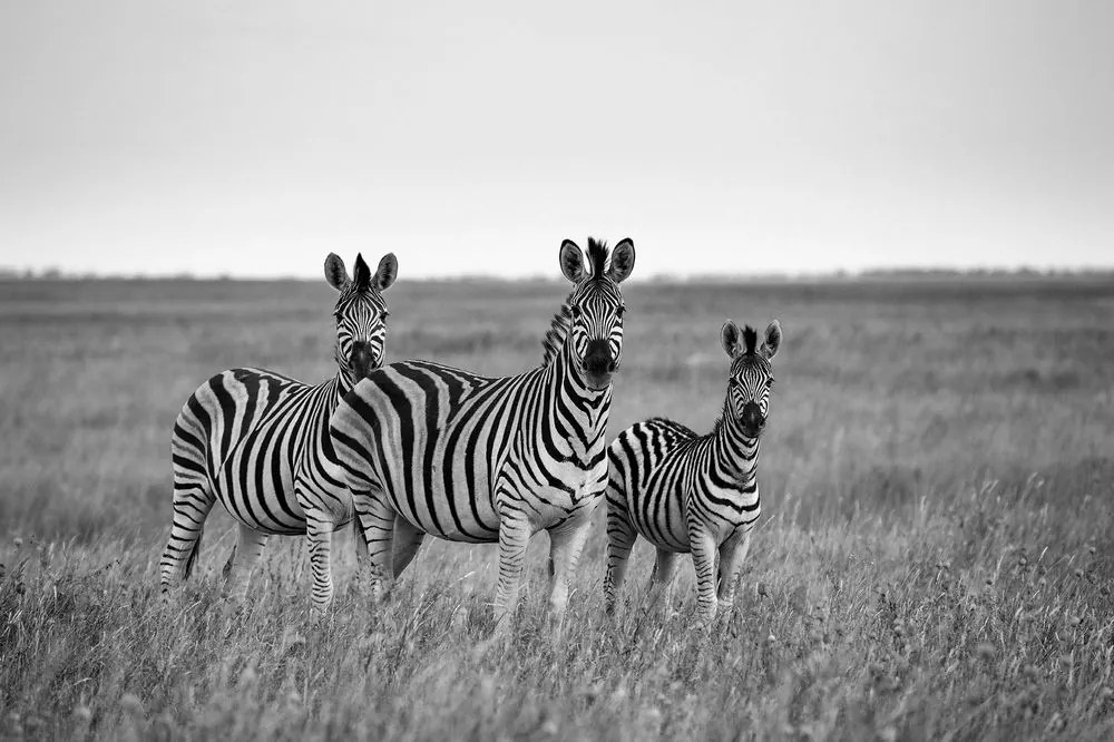 Fototapeta tri čiernobiele zebry v savane - 150x100
