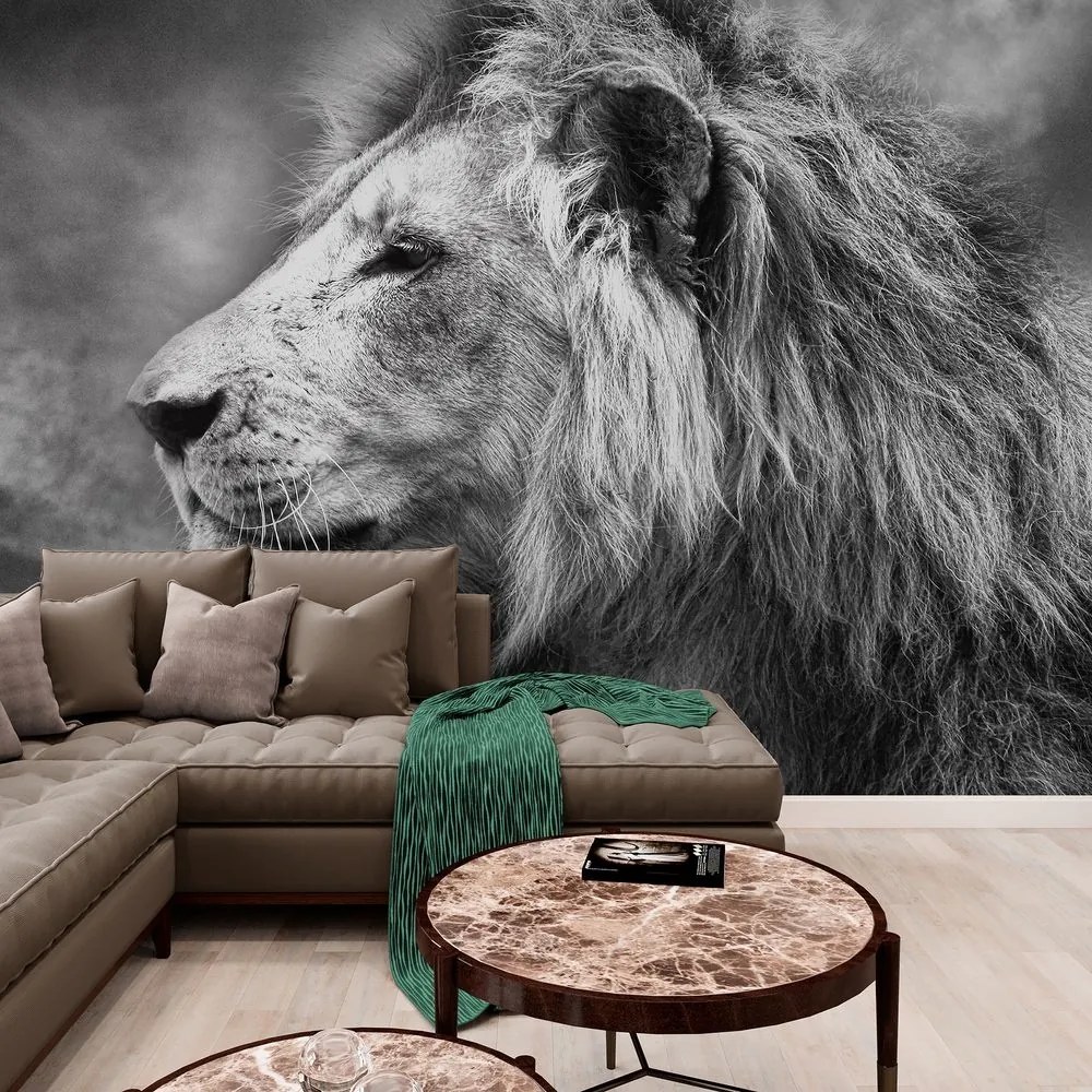 Samolepiaca tapeta africký lev v čiernobielom prevedení - 150x100