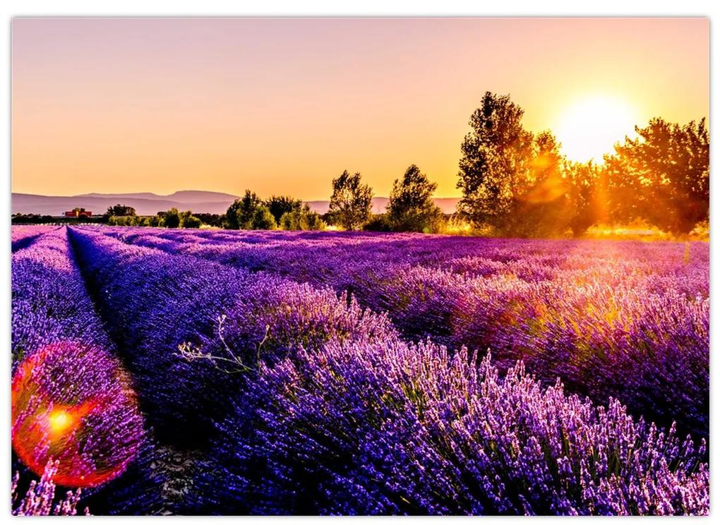 Obraz levanduľového pole, Provence (70x50 cm)