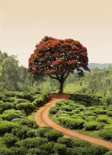 Vliesové fototapety, rozmer 184 x 254 cm, červený strom na Srí Lanke, W+G 5036-2V-1