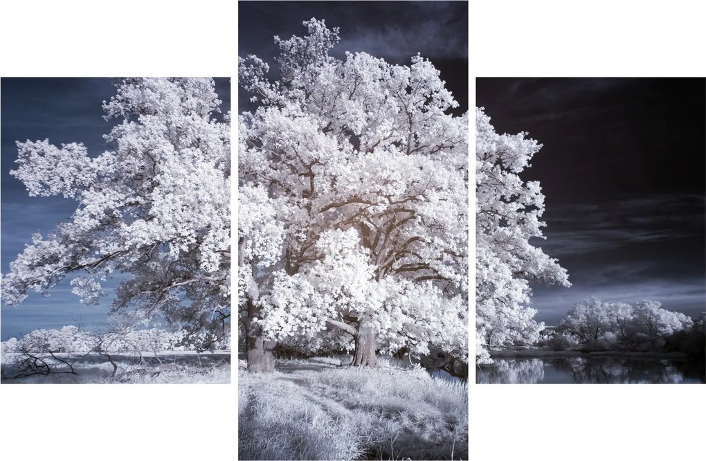 Obraz - Snehobiely strom (90x60 cm)