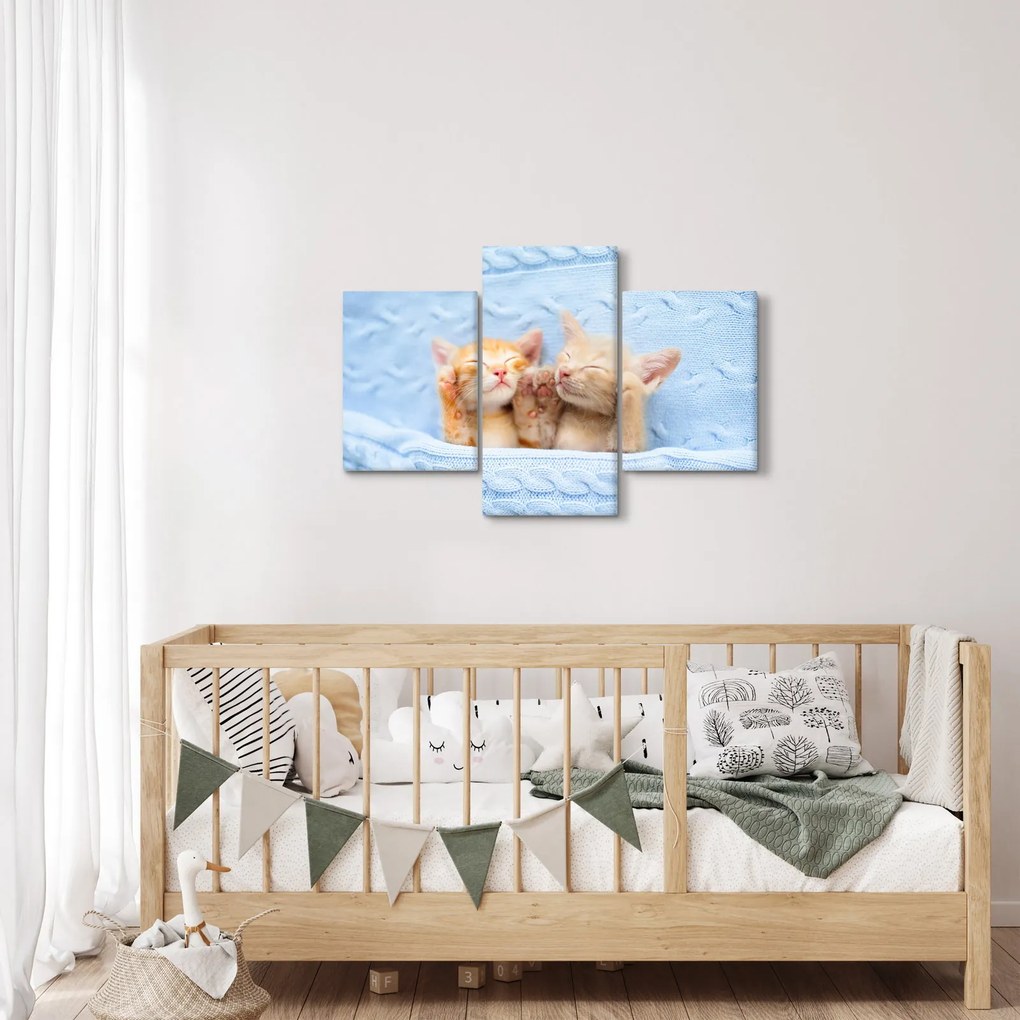 Obraz - Spiace mačiatka (90x60 cm)