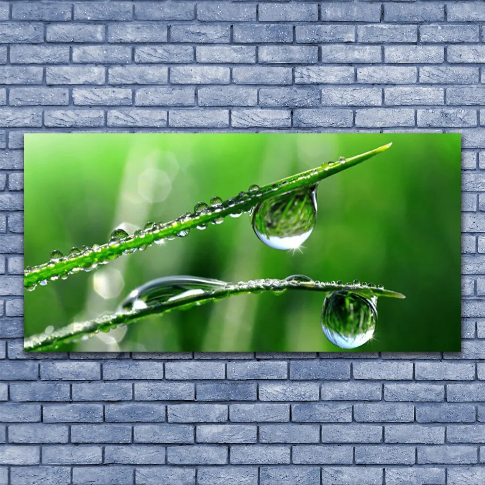 Obraz na akrylátovom skle Tráva rosa kvapky 120x60 cm
