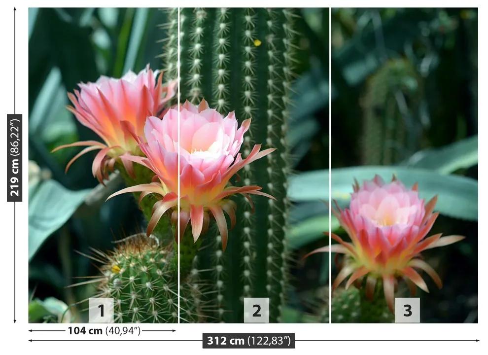 Fototapeta Vliesová Kaktusový kvet 208x146 cm
