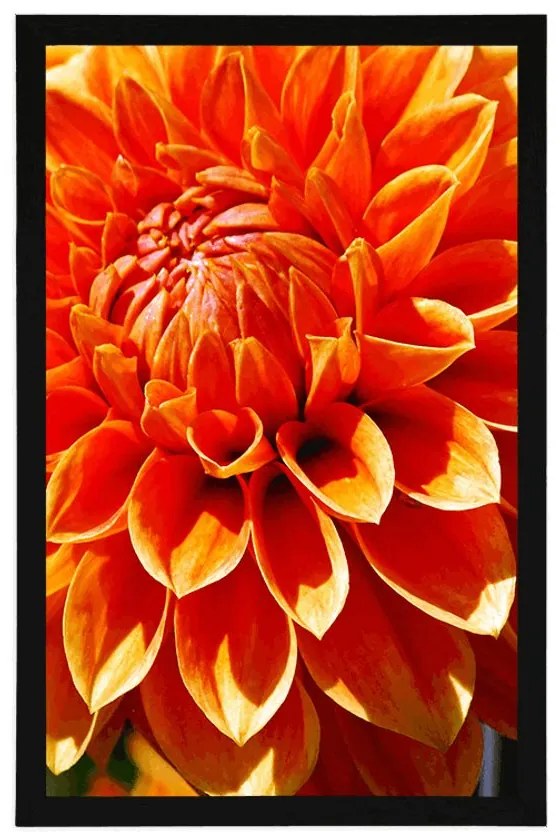 Plagát oranžová dália - 60x90 black