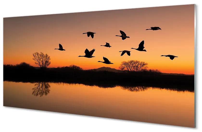 Sklenený obraz Lietajúce vtáky sunset 140x70 cm