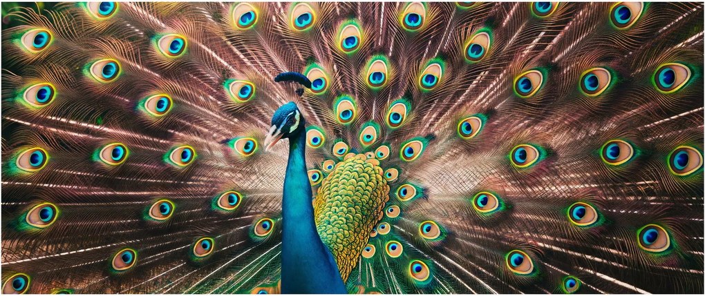 Obraz - Páv (120x50 cm)