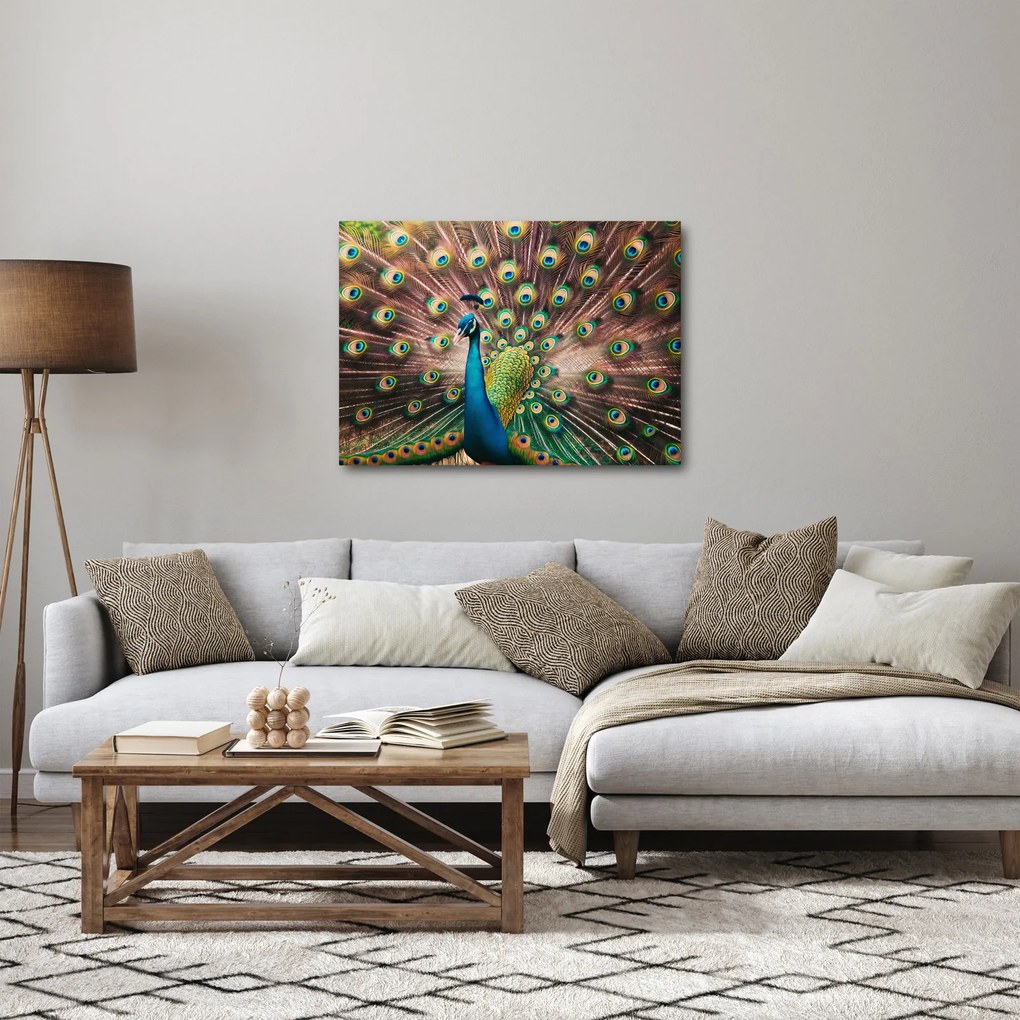 Obraz - Páv (70x50 cm)