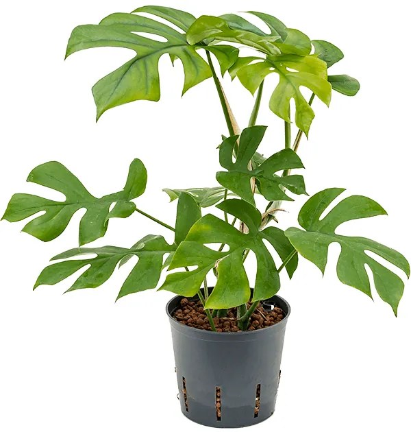 Philodendron minima Hanging plant pots.13/12 v. 25 cm