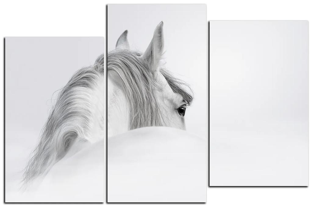 Obraz na plátne - Andalúzsky kôň v hmle 1219C (105x70 cm)