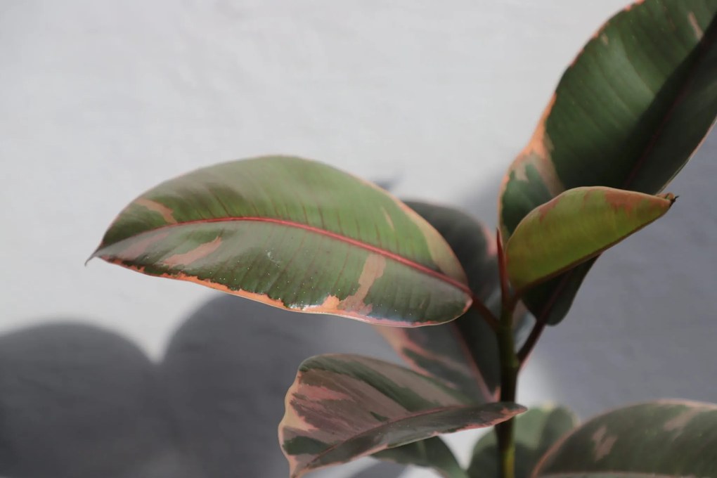 Ficus Elastica Belize