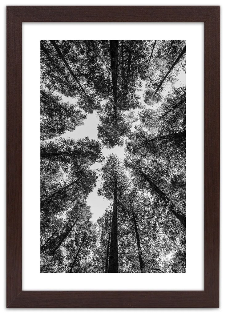 Gario Plagát Koruny stromov Farba rámu: Bez rámu, Rozmery: 30 x 45 cm