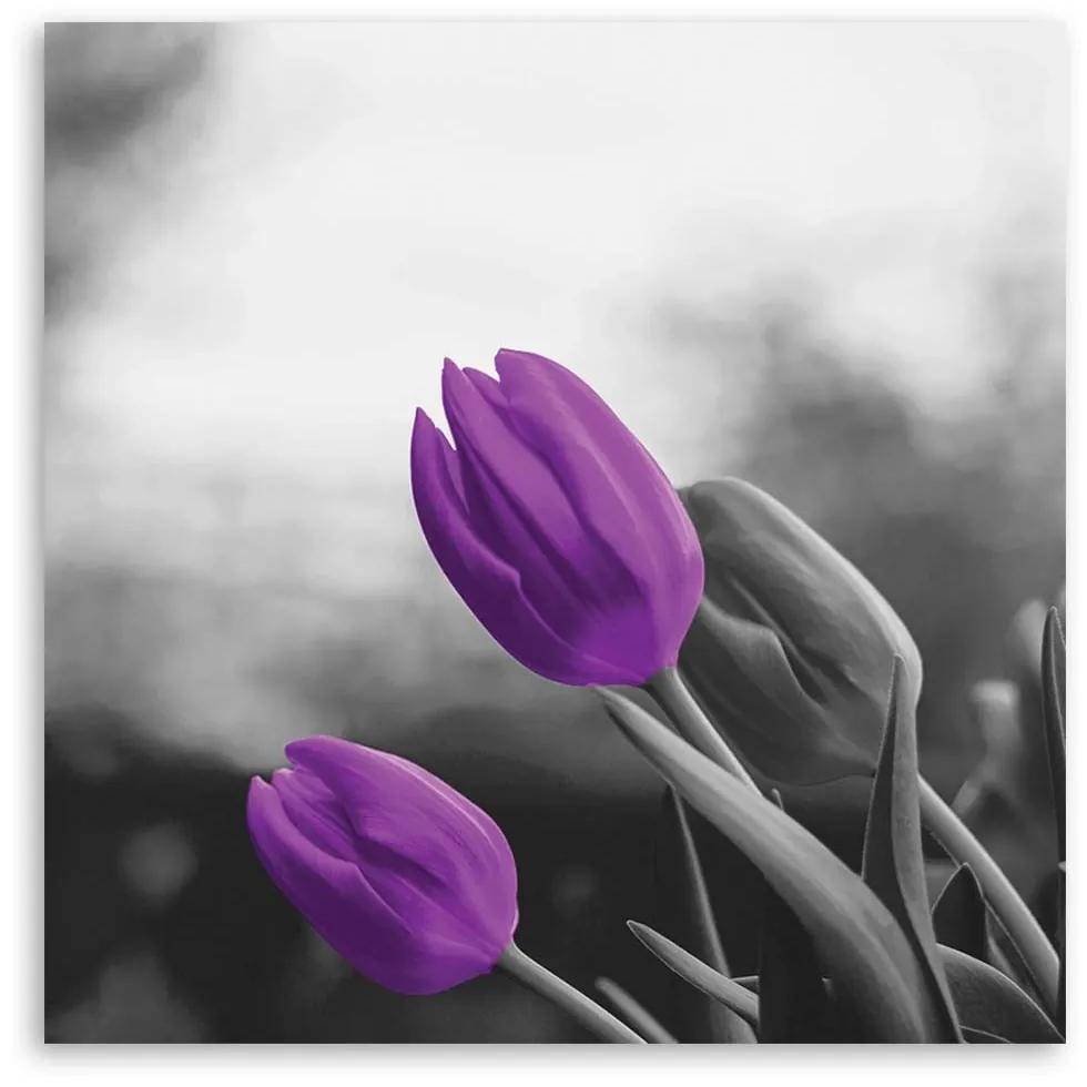 Obraz na plátně Květiny Fialové tulipány - 60x60 cm