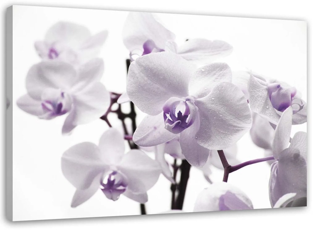 Gario Obraz na plátne Biela a fialová orchidea Rozmery: 90 x 60 cm