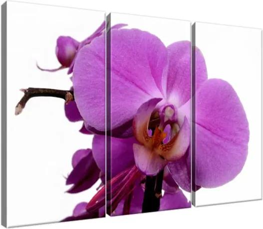 Obraz na plátne Fialová orchidea na bielom 90x60cm 755A_3J