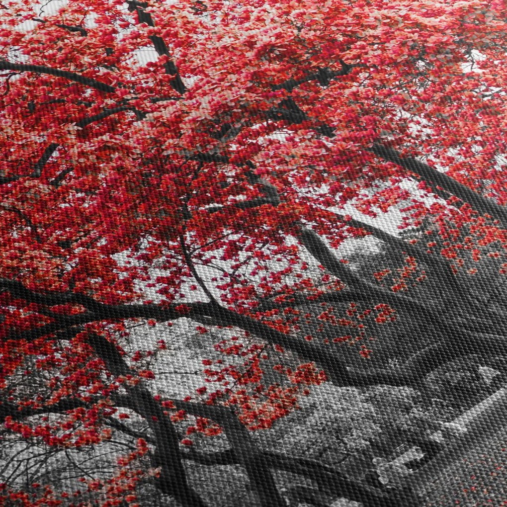 Obraz - Červené stromy, Central Park, New York (90x60 cm)