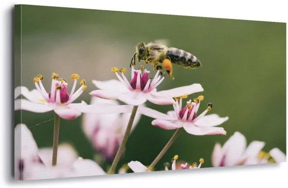 GLIX Obraz na plátne - Busy Bee 60x40 cm