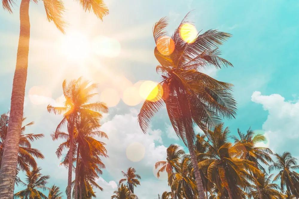 Samolepiaca tapeta palmy v lúčoch slnka