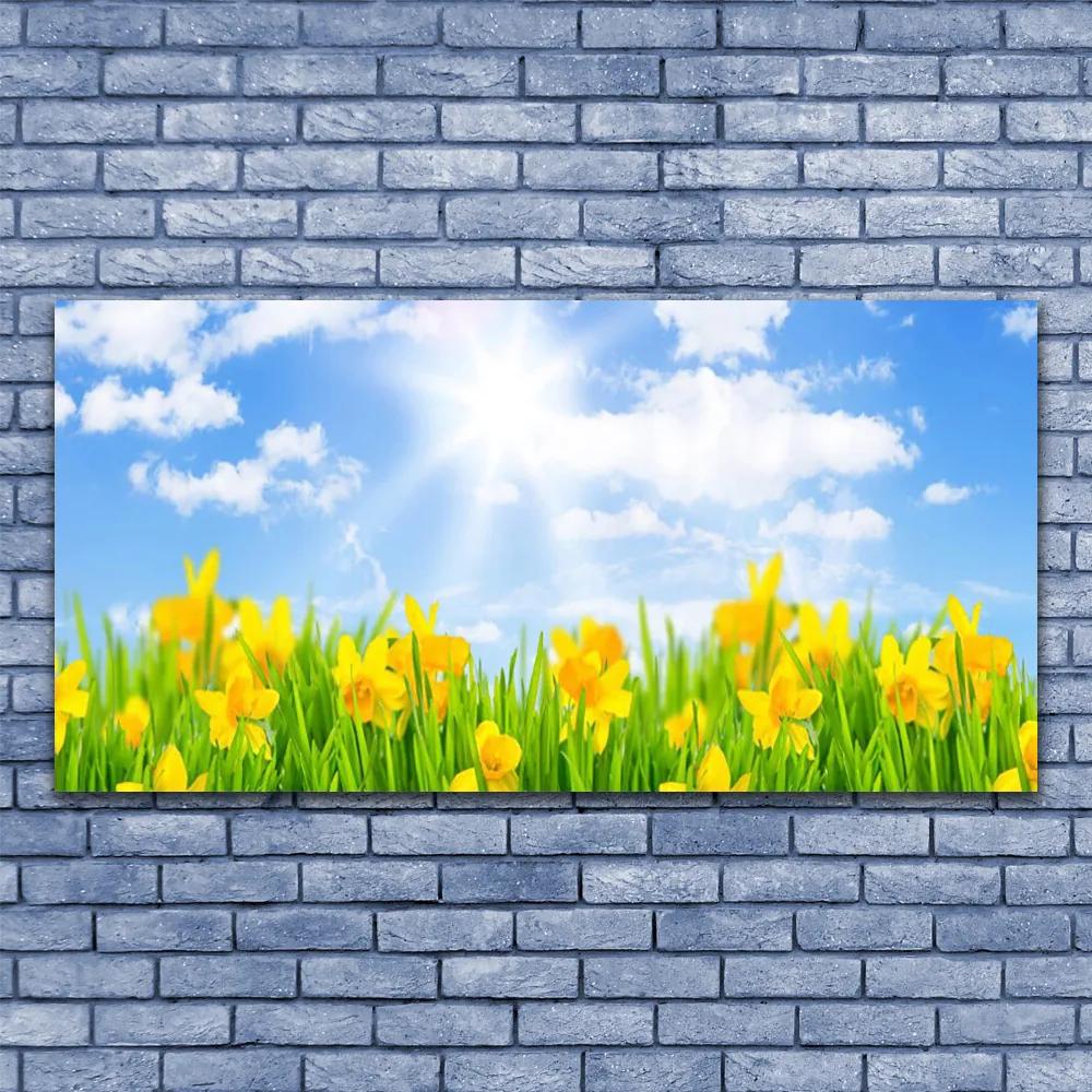 Obraz plexi Narcisy lúka tráva príroda 120x60 cm