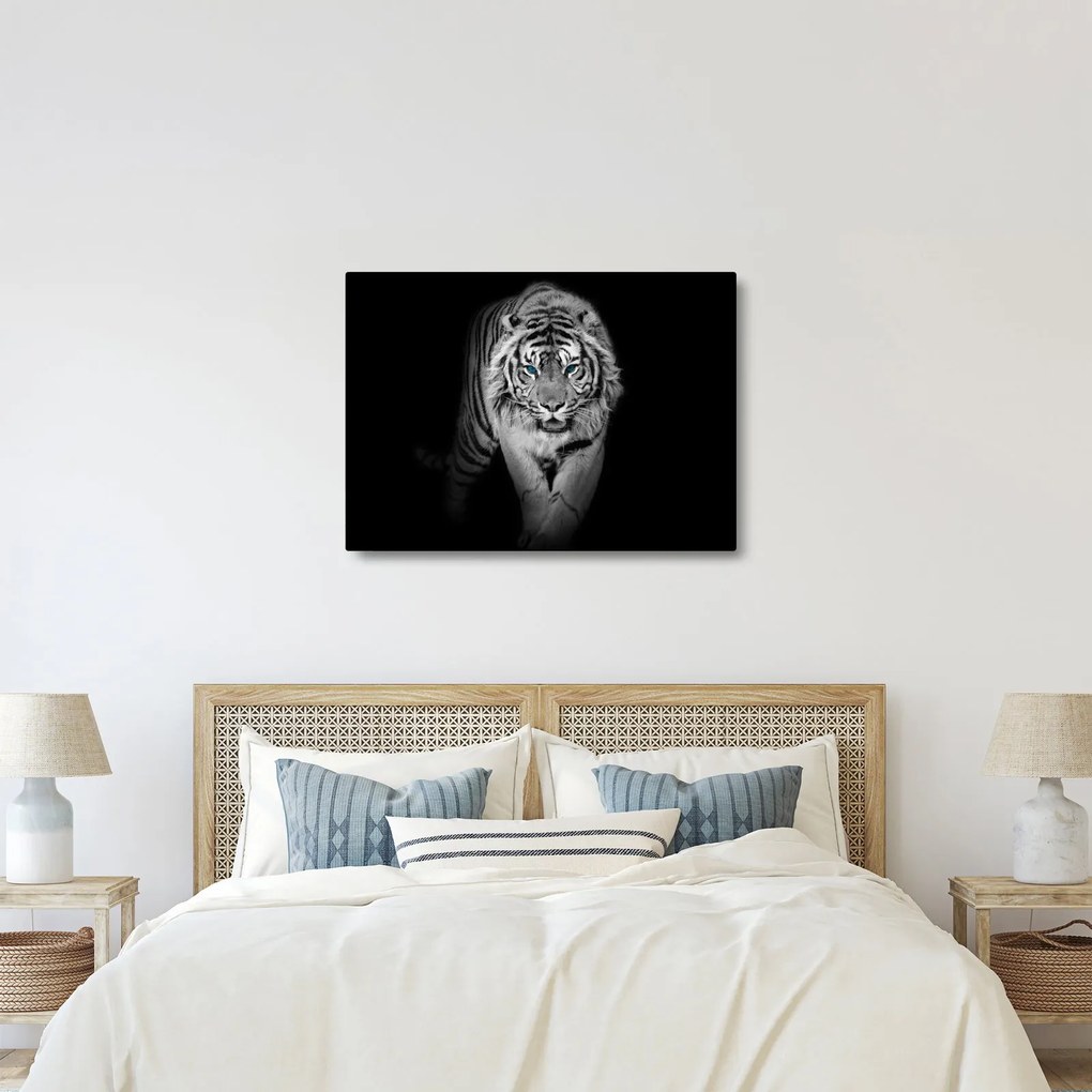 Obraz - Tiger s modrými očami (70x50 cm)
