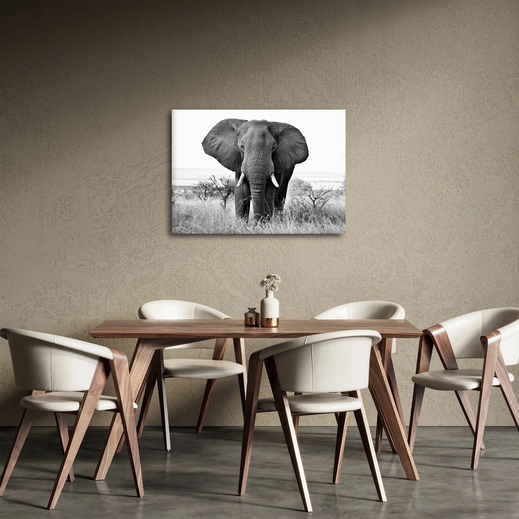 Obraz - Slon africký II. (70x50 cm)