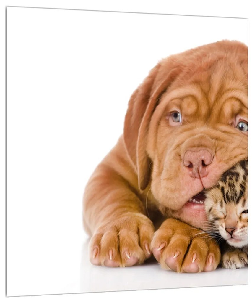 Obraz psa s mačiatkom (30x30 cm)