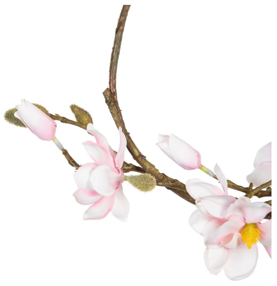Veniec Magnolia – Ixia
