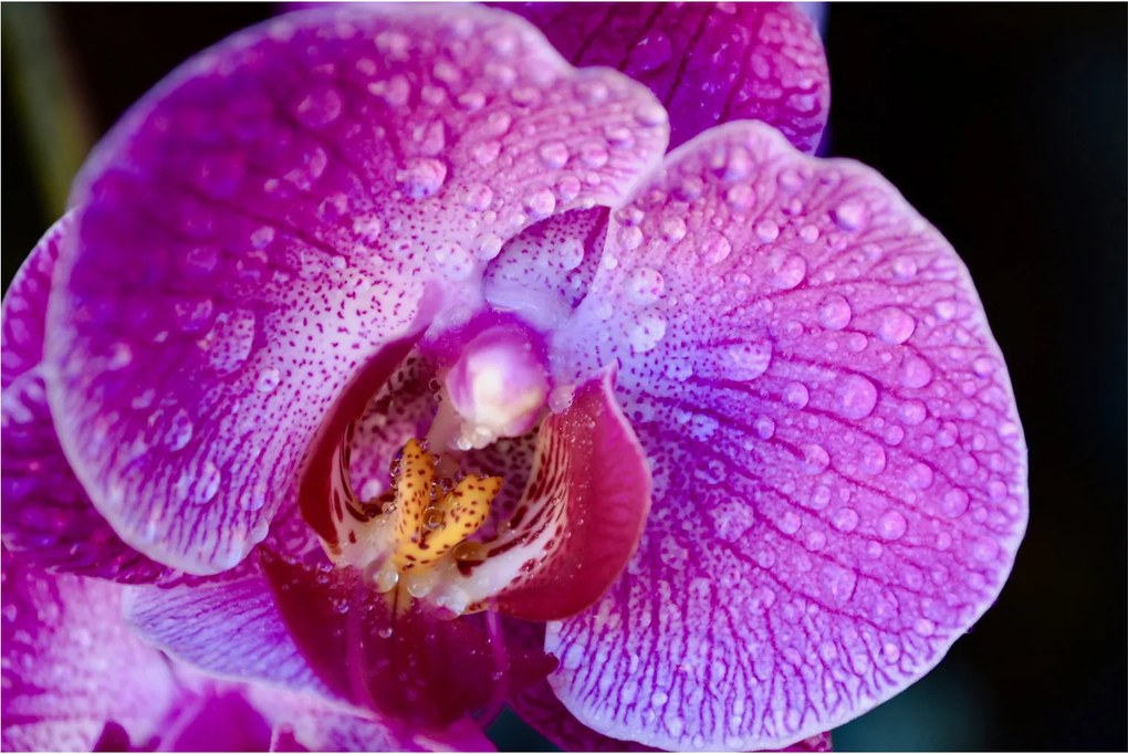 Detailný obraz kvetu orchidey (90x60 cm)