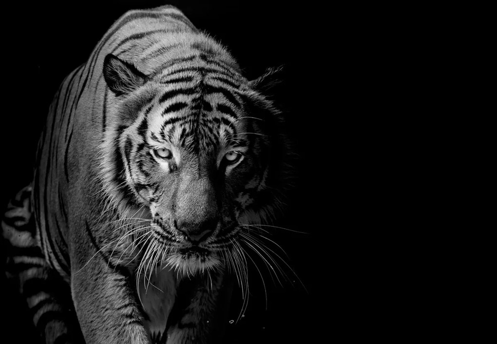 Fototapeta - Tiger (147x102 cm)
